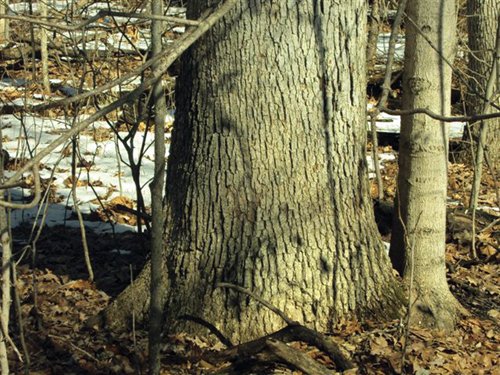 Property photo 5 - 66 Acres Offered in 3 Tracts